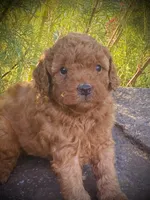 Banjo, a male Goldendoodle for sale in Wesley, AR – 2 of 3