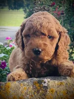 Charlie, a male Goldendoodle for sale in Wesley, AR – 2 of 4