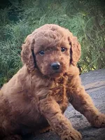 Harper, a female Goldendoodle for sale in Wesley, AR – 4 of 4