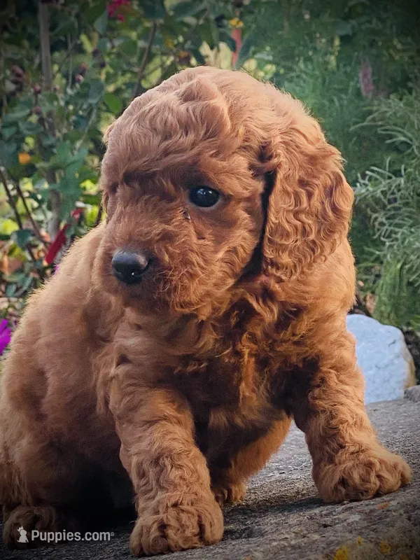 Harper – Goldendoodle puppy for sale in Wesley, AR