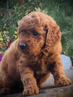 Harper, a female Goldendoodle for sale in Wesley, AR – 1 of 4