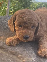 Lee, a male Goldendoodle for sale in Wesley, AR – 2 of 3
