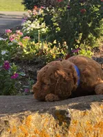 Charlie, a male Goldendoodle for sale in Wesley, AR – 3 of 4