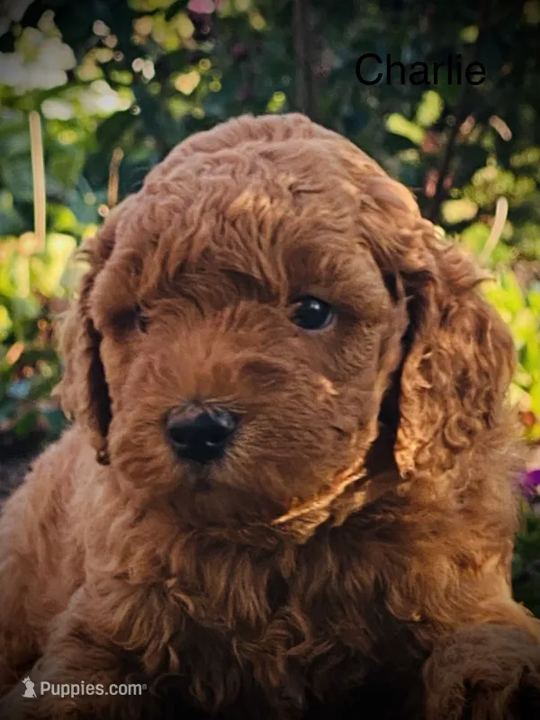 Charlie – Goldendoodle puppy for sale in Wesley, AR
