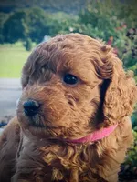 Willow , a female Goldendoodle for sale in Wesley, AR – 3 of 3