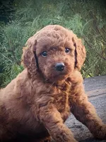 Harper, a female Goldendoodle for sale in Wesley, AR – 2 of 4