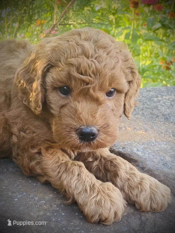 Trooper – Goldendoodle puppy for sale in Wesley, AR