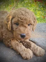 Trooper, a male Goldendoodle for sale in Wesley, AR – 1 of 4