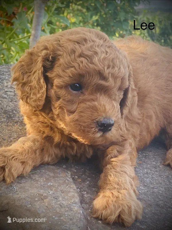 Lee – Goldendoodle puppy for sale in Wesley, AR