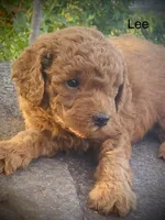 Lee, a male Goldendoodle for sale in Wesley, AR – 1 of 3