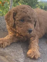 Trooper, a male Goldendoodle for sale in Wesley, AR – 4 of 4