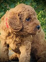 Frank, a male Goldendoodle for sale in Wesley, AR – 2 of 3