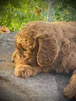 Trooper, a male Goldendoodle for sale in Wesley, AR – 3 of 4
