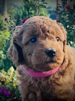 Willow , a female Goldendoodle for sale in Wesley, AR – 2 of 3