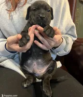 Cane Corso Great Dane Mix Brindle Rhino, a male Cane Corso for sale in Bothell, WA – 4 of 4