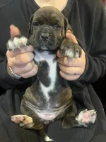 Onyx , a female Cane Corso and Labrador Retriever for sale in Bothell, WA – 2 of 9
