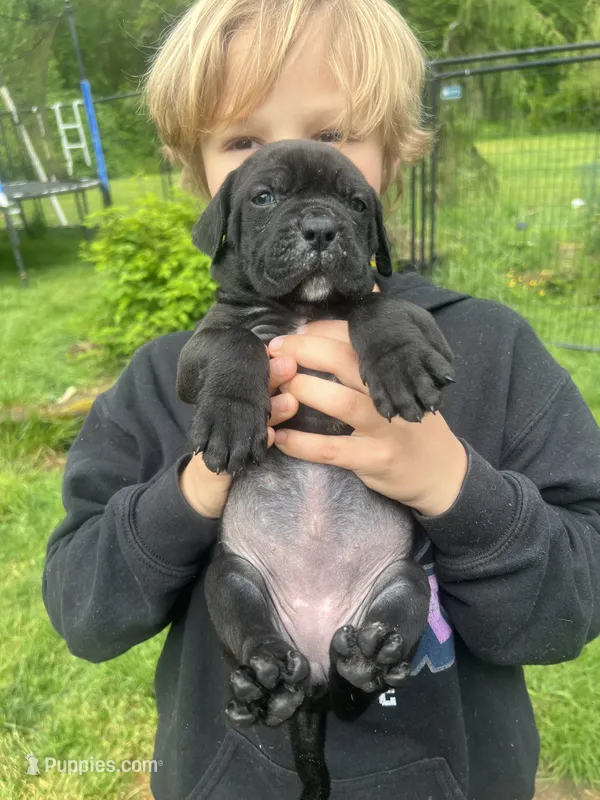 Nugget – Great Dane, Cane Corso puppy for sale in Bothell, WA
