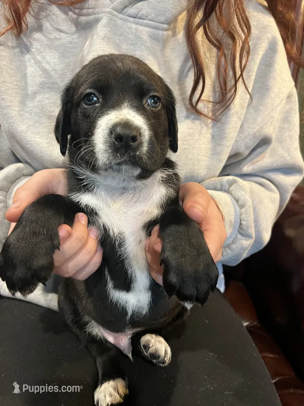 Dante Junior  – Cane Corso, Labrador Retriever puppy for sale in Bothell, WA