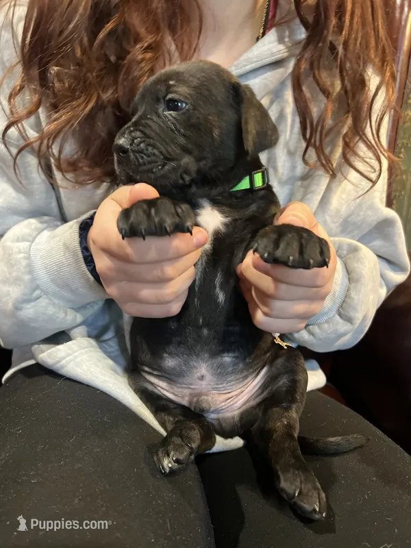Nero – Cane Corso puppy for sale in Bothell, WA