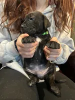 Nero, a male Cane Corso and Labrador Retriever for sale in Bothell, WA – 3 of 8