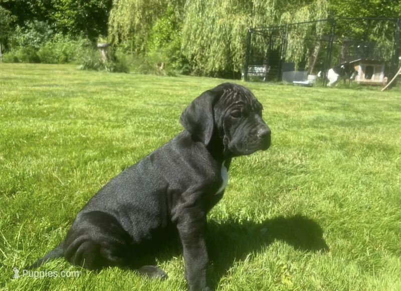 Cane Corso Great Dane Mix Nibblet  – Cane Corso puppy for sale in Bothell, WA