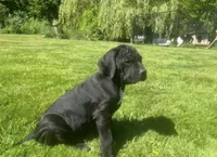 Nibblet , a female Cane Corso for sale in Bothell, WA – 7 of 10