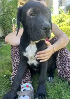 Cane Corso Great Dane Vector, a male Cane Corso for sale in Bothell, WA – 4 of 4