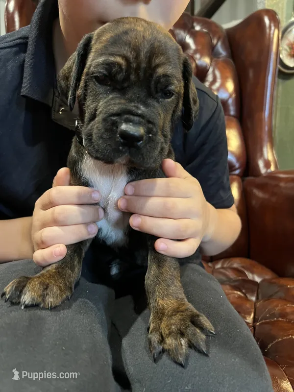 Diesel  – Cane Corso, Labrador Retriever puppy for sale in Bothell, WA