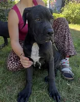 Cane Corso Great Dane Tinkerbell, a female Cane Corso for sale in Bothell, WA – 2 of 4
