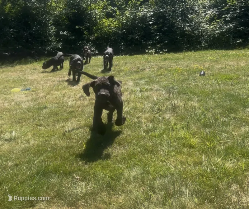 Nero – Cane Corso puppy for sale in Bothell, WA