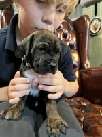 Diesel , a male Cane Corso and Labrador Retriever for sale in Bothell, WA – 6 of 9
