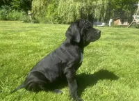 Nibblet , a female Cane Corso for sale in Bothell, WA – 9 of 10