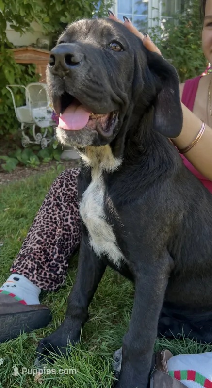 Cane Corso Great Dane Vector – Cane Corso puppy for sale in Bothell, WA