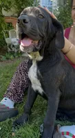 Cane Corso Great Dane Vector, a male Cane Corso for sale in Bothell, WA – 2 of 4