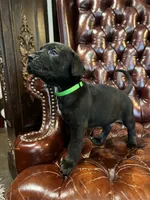 Nero, a male Cane Corso and Labrador Retriever for sale in Bothell, WA – 7 of 8