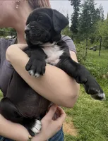 Vector, a male Cane Corso for sale in Bothell, WA – 3 of 4