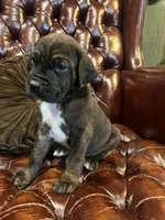 Diesel , a male Cane Corso and Labrador Retriever for sale in Bothell, WA – 8 of 9