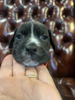 Lucy, a female Cane Corso and Labrador Retriever for sale in Bothell, WA – 4 of 7