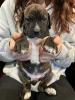 Ginger, a female Cane Corso and Labrador Retriever for sale in Bothell, WA – 4 of 8