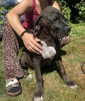 Cane Corso Great Dane Onyx, a female Cane Corso for sale in Bothell, WA – 5 of 5