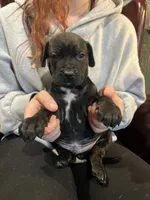 Nero, a male Cane Corso and Labrador Retriever for sale in Bothell, WA – 1 of 8
