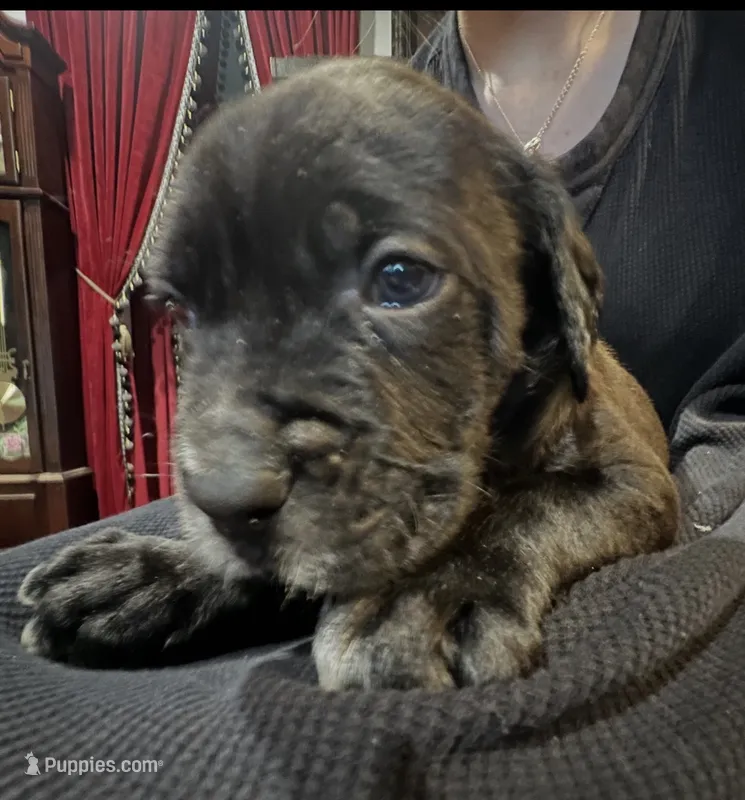 Vector – Cane Corso, Labrador Retriever puppy for sale in Bothell, WA