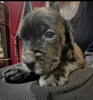 Vector, a male Cane Corso and Labrador Retriever for sale in Bothell, WA – 1 of 3