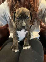 Ginger, a female Cane Corso and Labrador Retriever for sale in Bothell, WA – 5 of 8