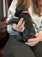 Nibblet , a female Cane Corso and Labrador Retriever for sale in Bothell, WA – 2 of 5