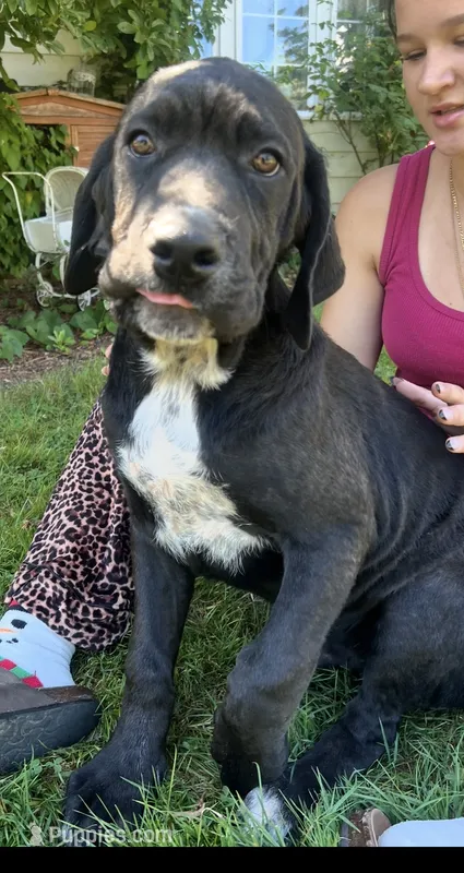 Cane Corso Great Dane Vector – Cane Corso puppy for sale in Bothell, WA