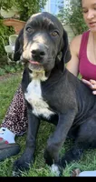Cane Corso Great Dane Vector, a male Cane Corso for sale in Bothell, WA – 1 of 4