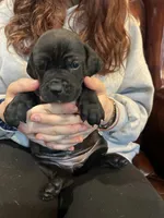 Nibblet , a female Cane Corso and Labrador Retriever for sale in Bothell, WA – 4 of 5