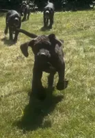 Cane Corso Great Dane Mix Brindle Rhino, a male Cane Corso for sale in Bothell, WA – 3 of 4