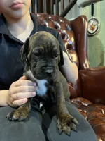 Diesel , a male Cane Corso and Labrador Retriever for sale in Bothell, WA – 3 of 9